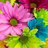 thm.nguyn4161
