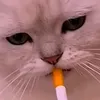 bossleo032