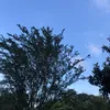 mauricio.kluppell
