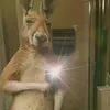 canguro.173_