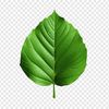 leaf19446