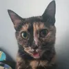 roo_726