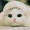 jennet.135