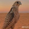 abdala.alshmre