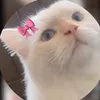سُِ