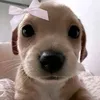 cakebunniey