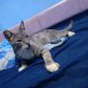 gatito492