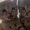 sarahnotsara22