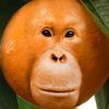 ballsack233