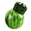 watermelon_oaktree
