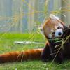 red.panda827