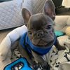dumboi22