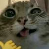 ummiforgotmypassword1