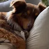 mayoroocky