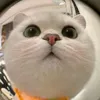 penguincutii91