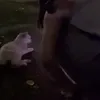 squuxb