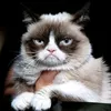 grumpy.cat90