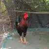 thaimy954