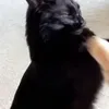 randemad3