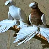 ghaziabbas7214