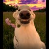 arapa_6d