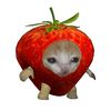 klyalbqs