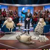 wildtalklive