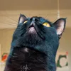 tripawd.bagheera
