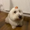 aguywholikesdogs