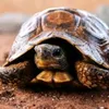 gary.the.trutle