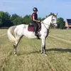 horses_love8