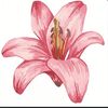 asail.aljahanie