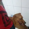 luis.carlos.almei11