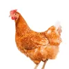 frango3877