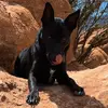 k9rocket