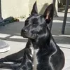 malibull0