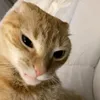 Phúc Hậu??