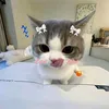 moibietpvvp
