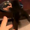 knucksss
