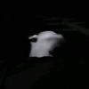 brs_wicho
