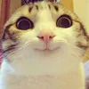 avocadorableedits