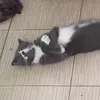 tabbbb344