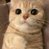 Cute pets0921