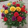 alomgir.hossen8127