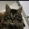 bri_and_comet