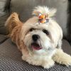casey_cubthetzu3