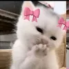 woonie_xlme