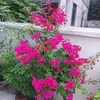 redminote13prog5