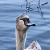 uselessduck29