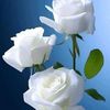 susu812050790